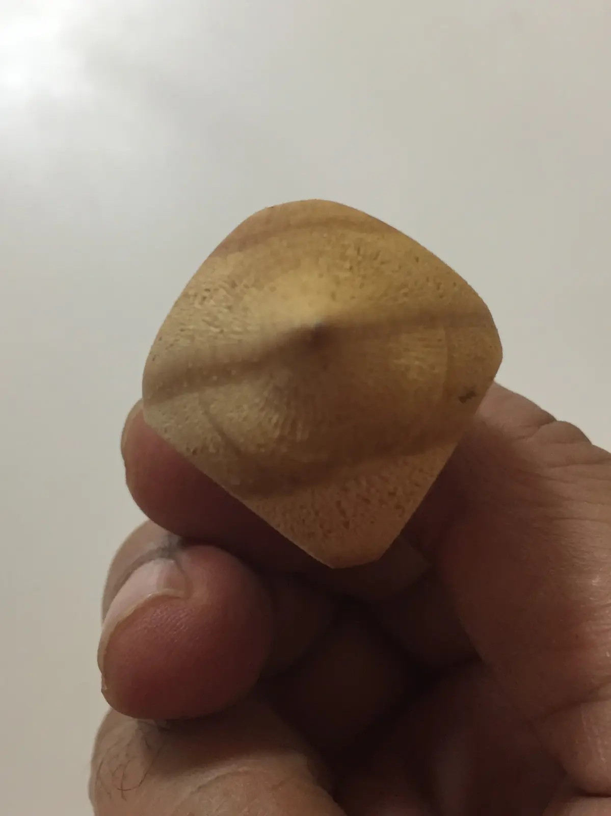סביבון פורטוגלי RAPA