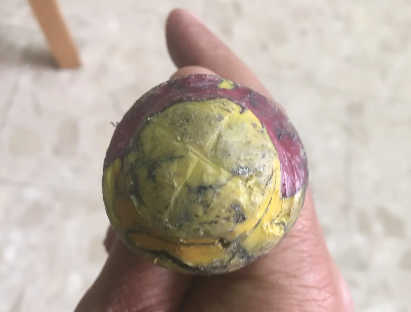 סביבון (פורפרה) עם משגר חוט מהפיליפינים שהביא לי הבן שלי נעם