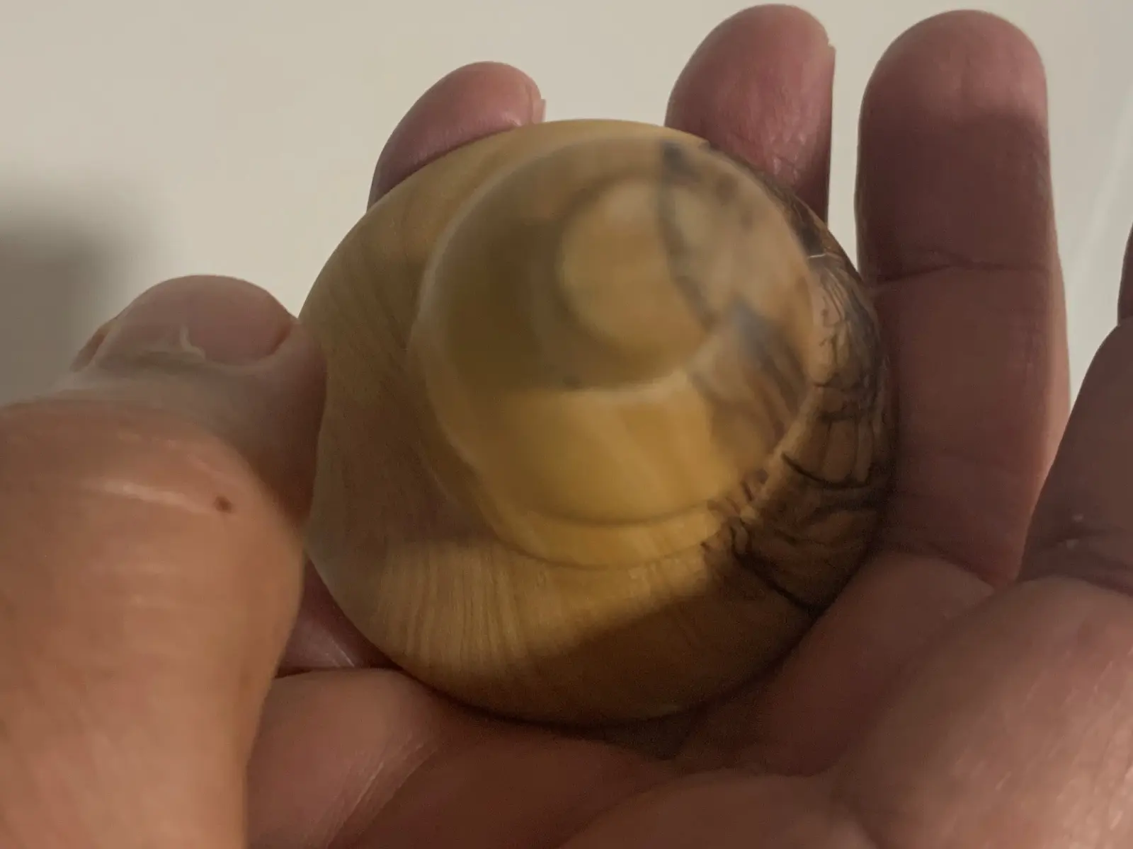 סביבון חריטת עץ זית של משה גזית