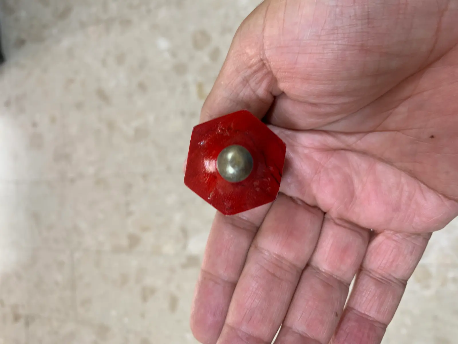 פרינולה סביבון עץ מגואטמלה